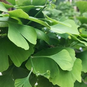 Gingko biloba is well known for energy and focus